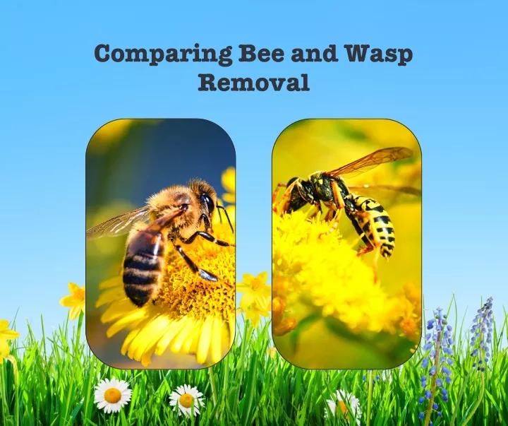 comparing bee and wasp removal