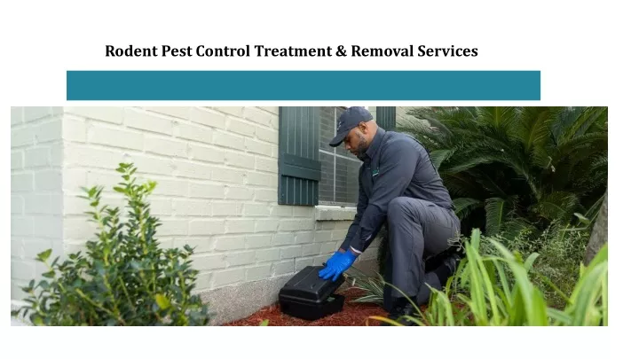 rodent pest control treatment removal services