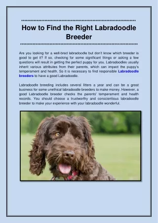 How to Find the Right Labradoodle Breeder