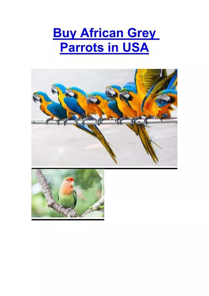 buy african grey parrots in usa