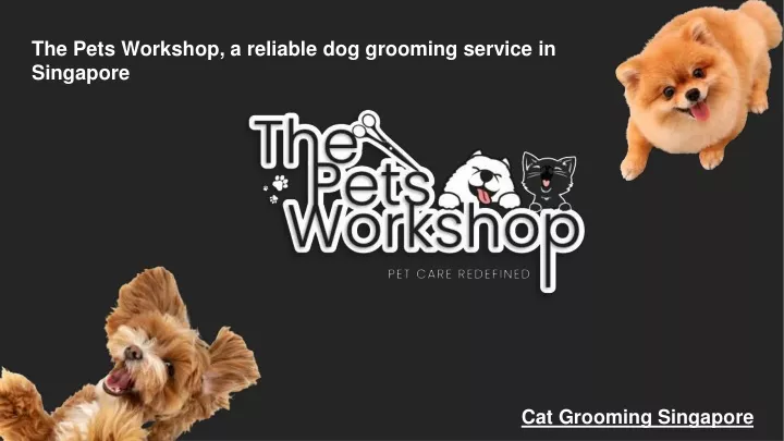 the pets workshop a reliable dog grooming service