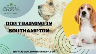 The Great Dog Training in Southampton - Advanced K9 Training