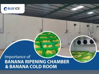 Importance Of Banana Ripening Chamber & Banana Cold Room