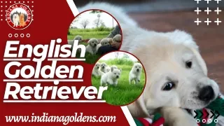 www indianagoldens com