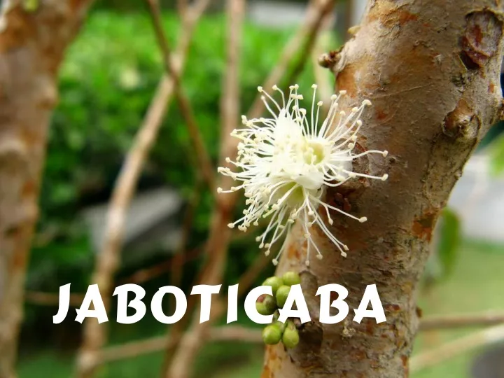 jaboticaba