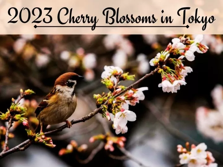 peak bloom in tokyo and more from cherry blossom season