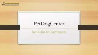 Best Collar For Bully Breeds | Petdogcenter.com