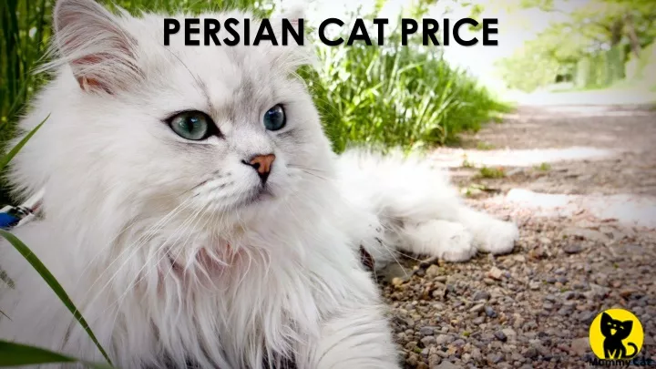 persian cat price