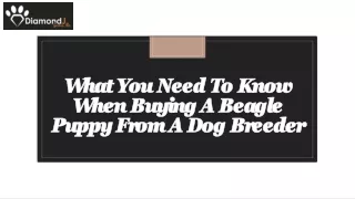 What You Need To Know When Buying A Beagle Puppy From A Dog Breeder