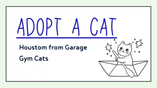 adopt a cat