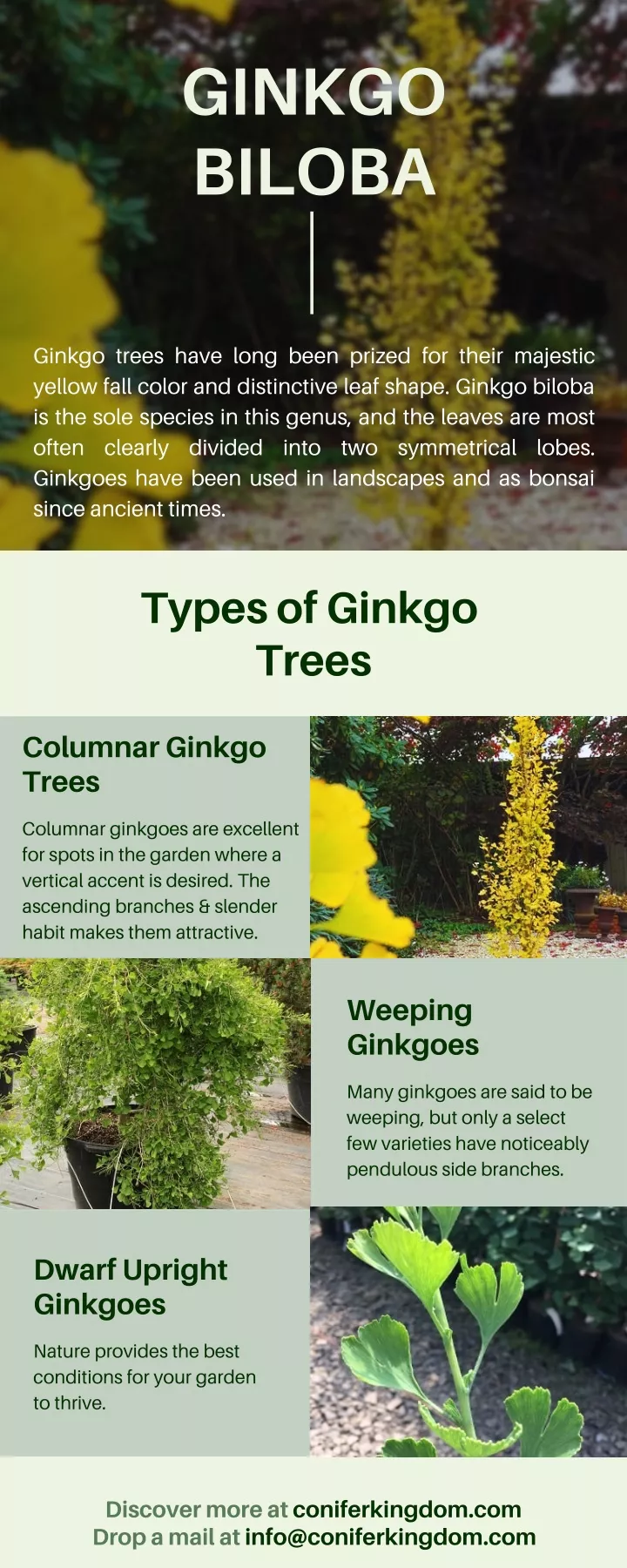 ginkgo biloba