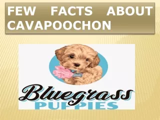 FEW FACTS ABOUT CAVAPOOCHON