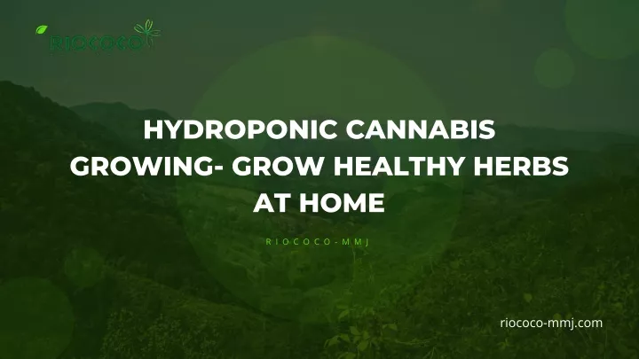 hydroponic cannabis growing grow healthy herbs