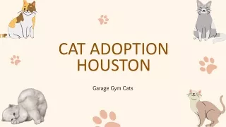 Cat Adoption Houston - Garage Gym Cats