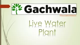 Water Live Plant