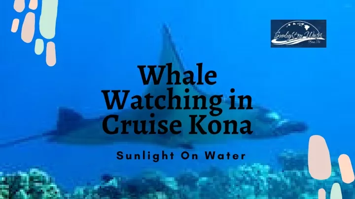 whale watching in cruise kona sunlight on water