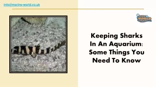 Keeping Sharks In An Aquarium Some Things You Need To Know