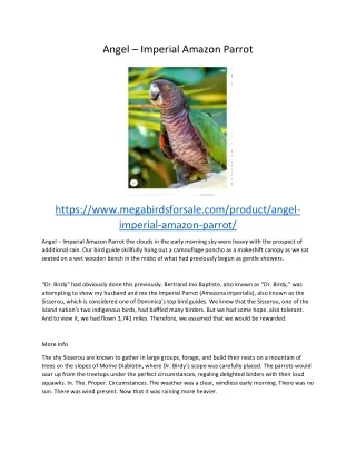 angel imperial amazon parrot