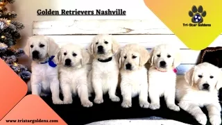 Golden Retrievers Nashville – Get your new best friend