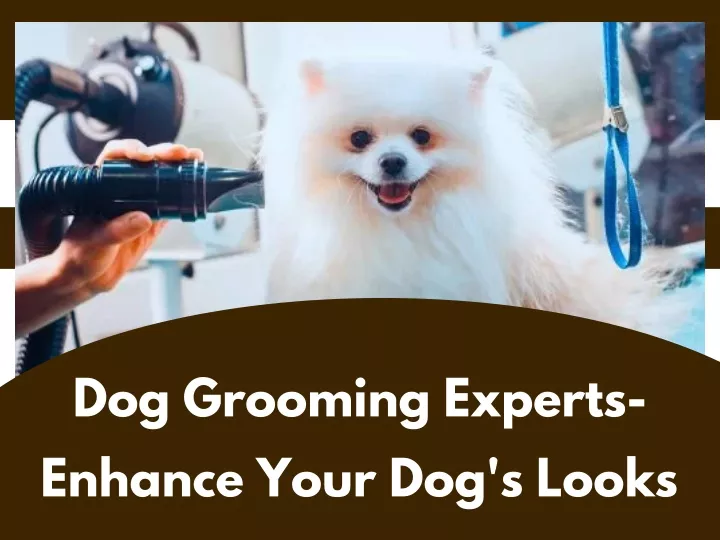 dog grooming experts enhance your dog s looks