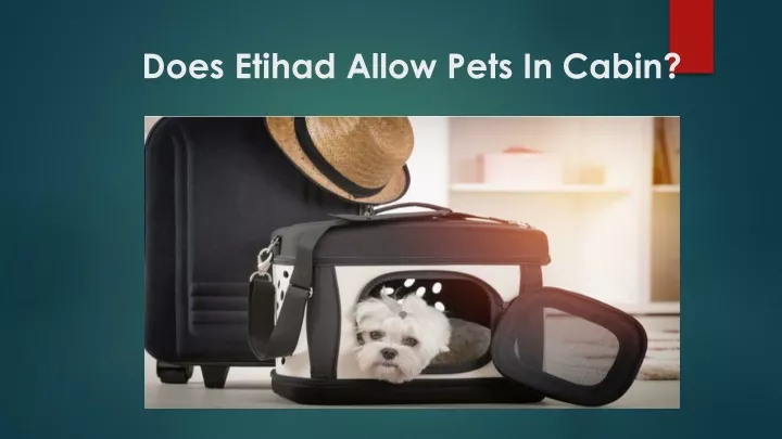 does etihad allow pets in cabin