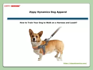 How to Train Your Dog to Walk on a Harness and Leash