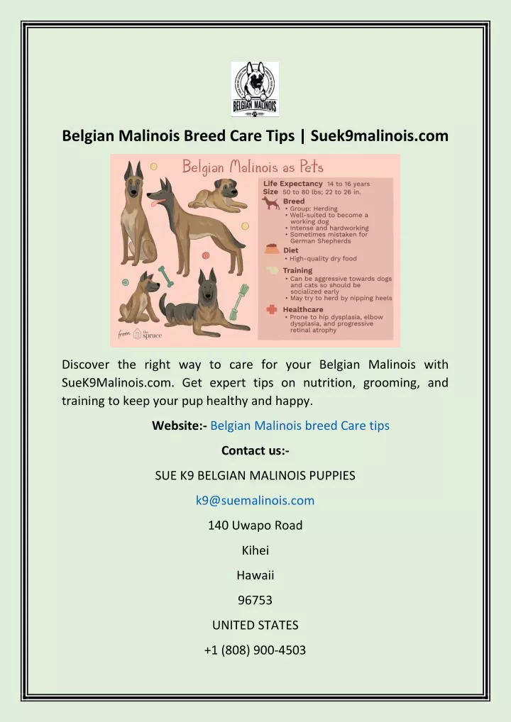 belgian malinois breed care tips suek9malinois com