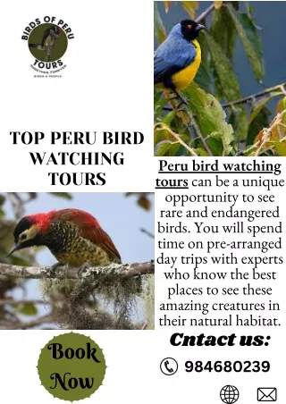 Top Peru Bird Watching Tours