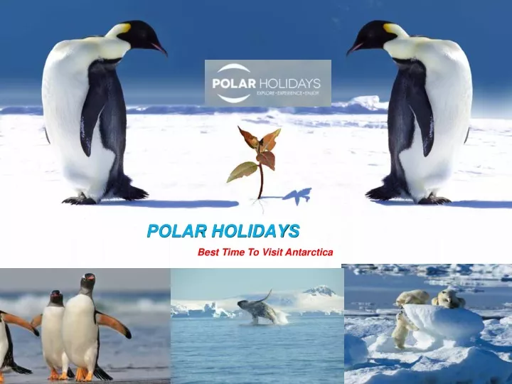 polar holidays