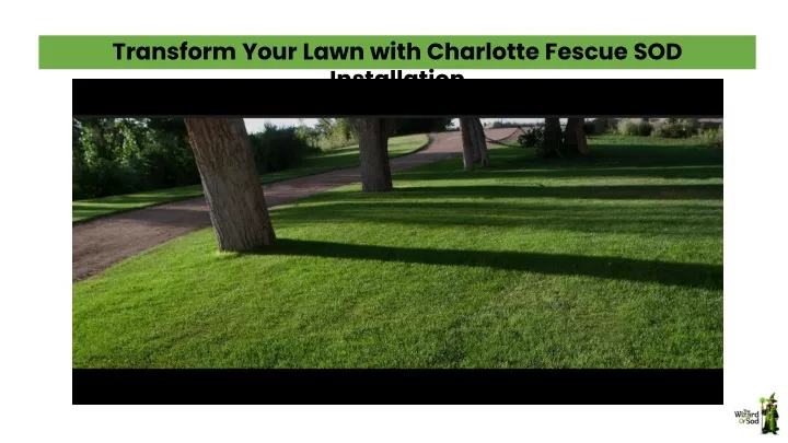 transform your lawn with charlotte fescue