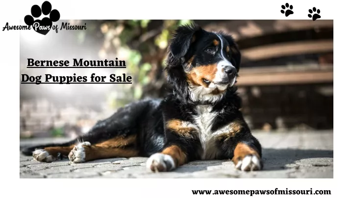 bernese mountain dog puppies for sale