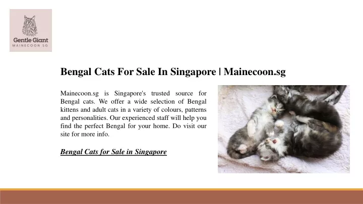 bengal cats for sale in singapore mainecoon sg