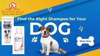 Find the Right Shampoo for Your Dog
