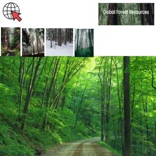 forest inventory