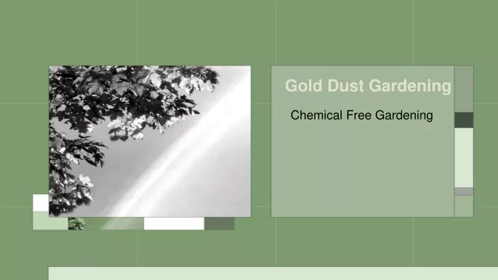 gold dust gardening