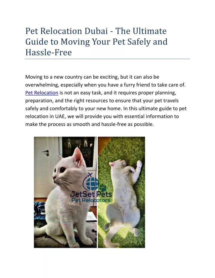 pet relocation dubai the ultimate guide to moving