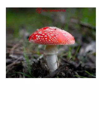 Fly Amanita