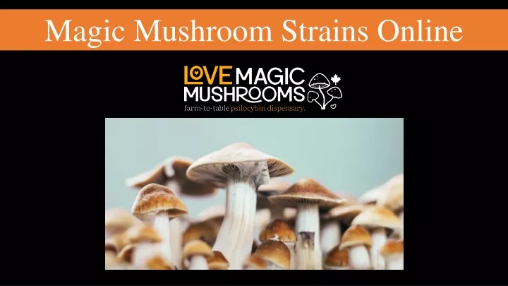 magic mushroom strains online