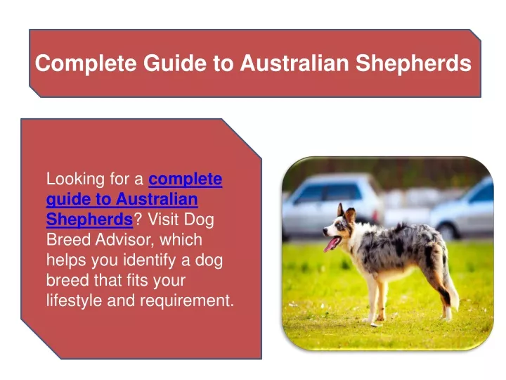 complete guide to australian shepherds