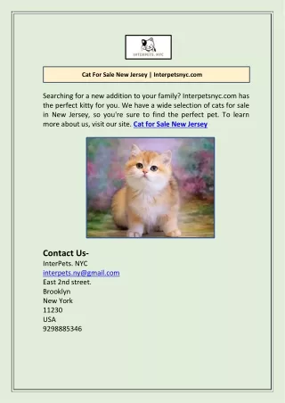 Cat For Sale New Jersey | Interpetsnyc.com