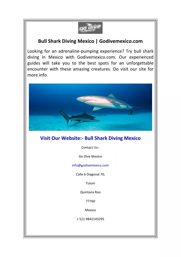 bull shark diving mexico godivemexico com