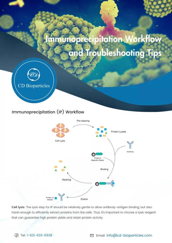 immunoprecipitation workflow and troubleshooting