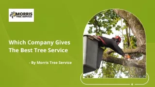 Learn About The Best Tree Service Company
