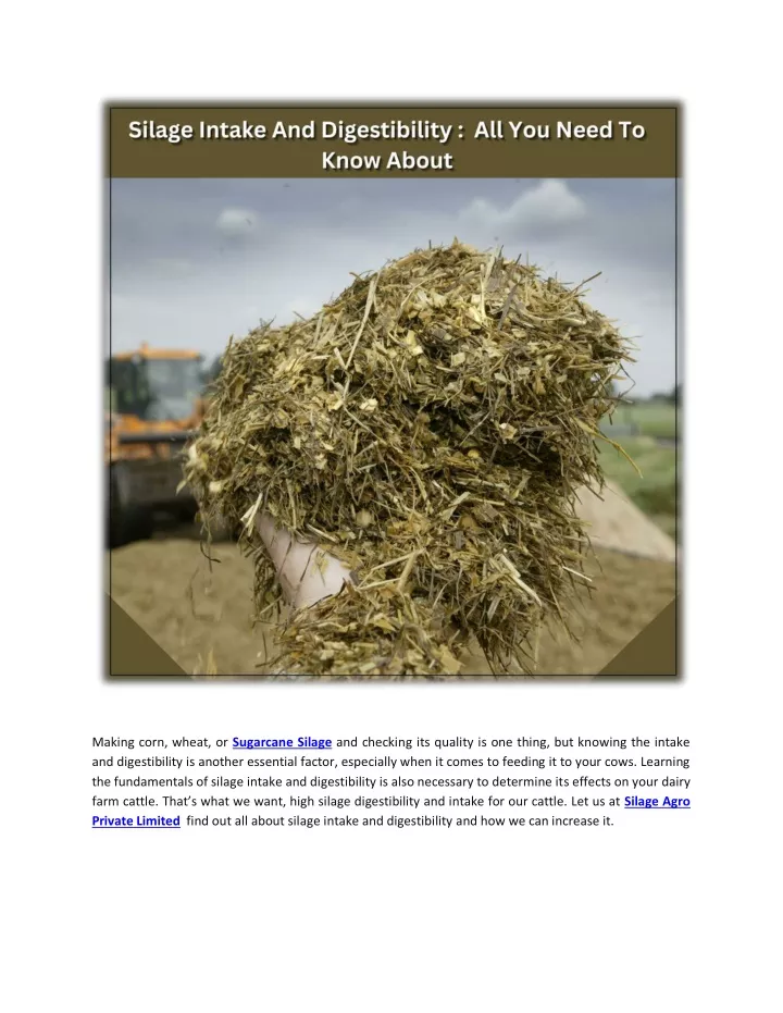 making corn wheat or sugarcane silage