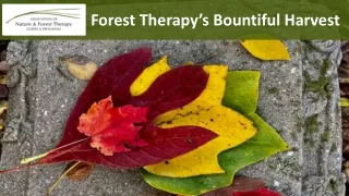 Reaping the Benefits: Exploring Forest Therapy's Bountiful Harvest