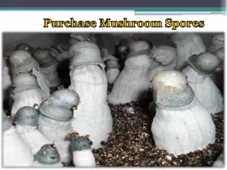 Purchase Mushroom Spores
