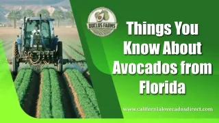 Things You Know About Avocados from Florida