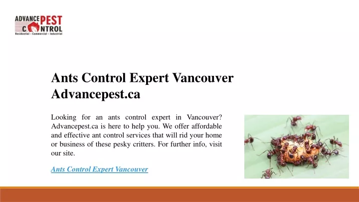 ants control expert vancouver advancepest ca