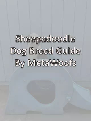 Sheepadoodle Dog Breed Guide By MetaWoofs