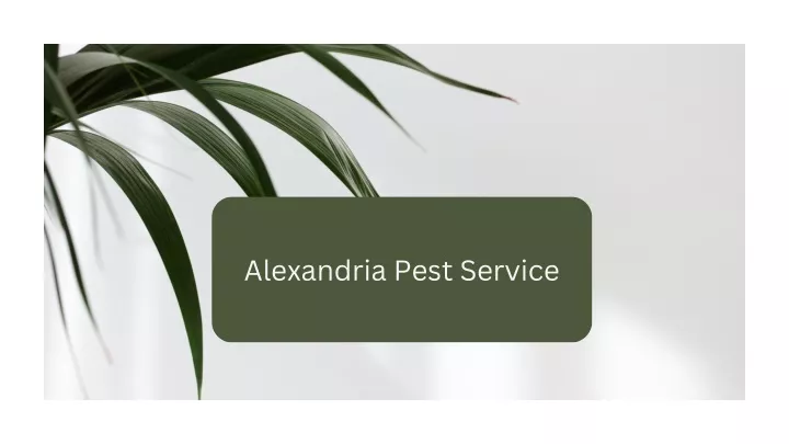 alexandria pest service